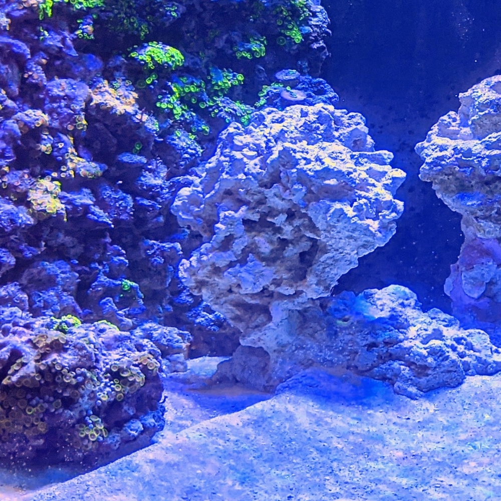 Meet your Posher, Blaine